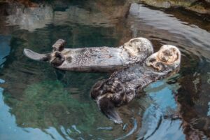 Lisbon Oceanarium