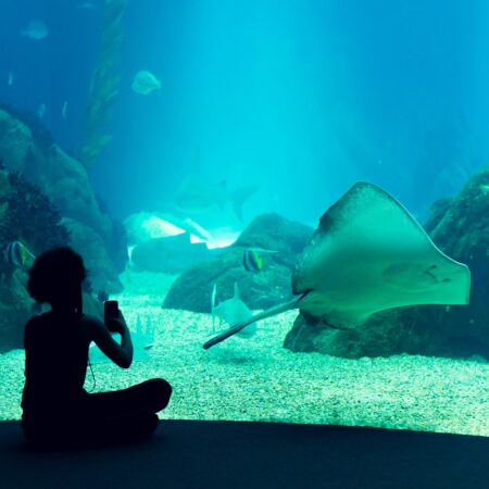 Lisbon Oceanarium