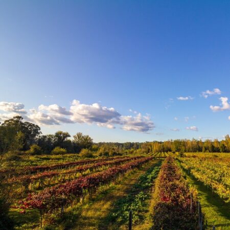 Wineries Around Lisbon