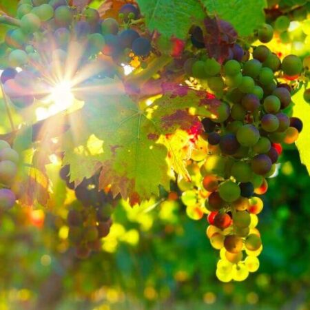 Wineries Around Lisbon