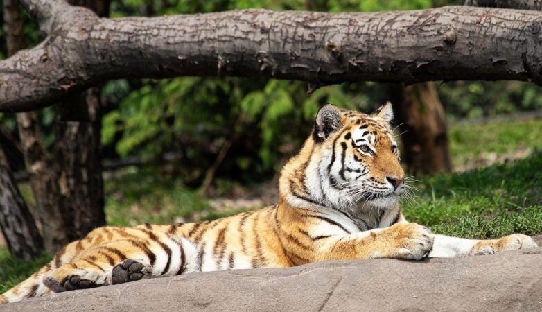 Lisbon Zoo